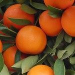 mandarinas