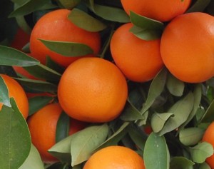 mandarinas