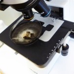 microscopio