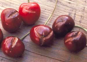 Cherry cracking (Courtesy UC Davis)