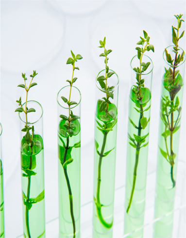 Envases con plantas blog
