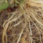 Blog rhizum
