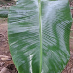 Blog hoja