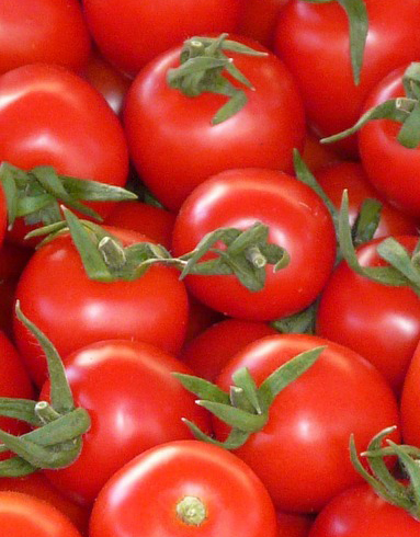 TOMATES