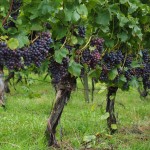 wine-berries-694198_1920