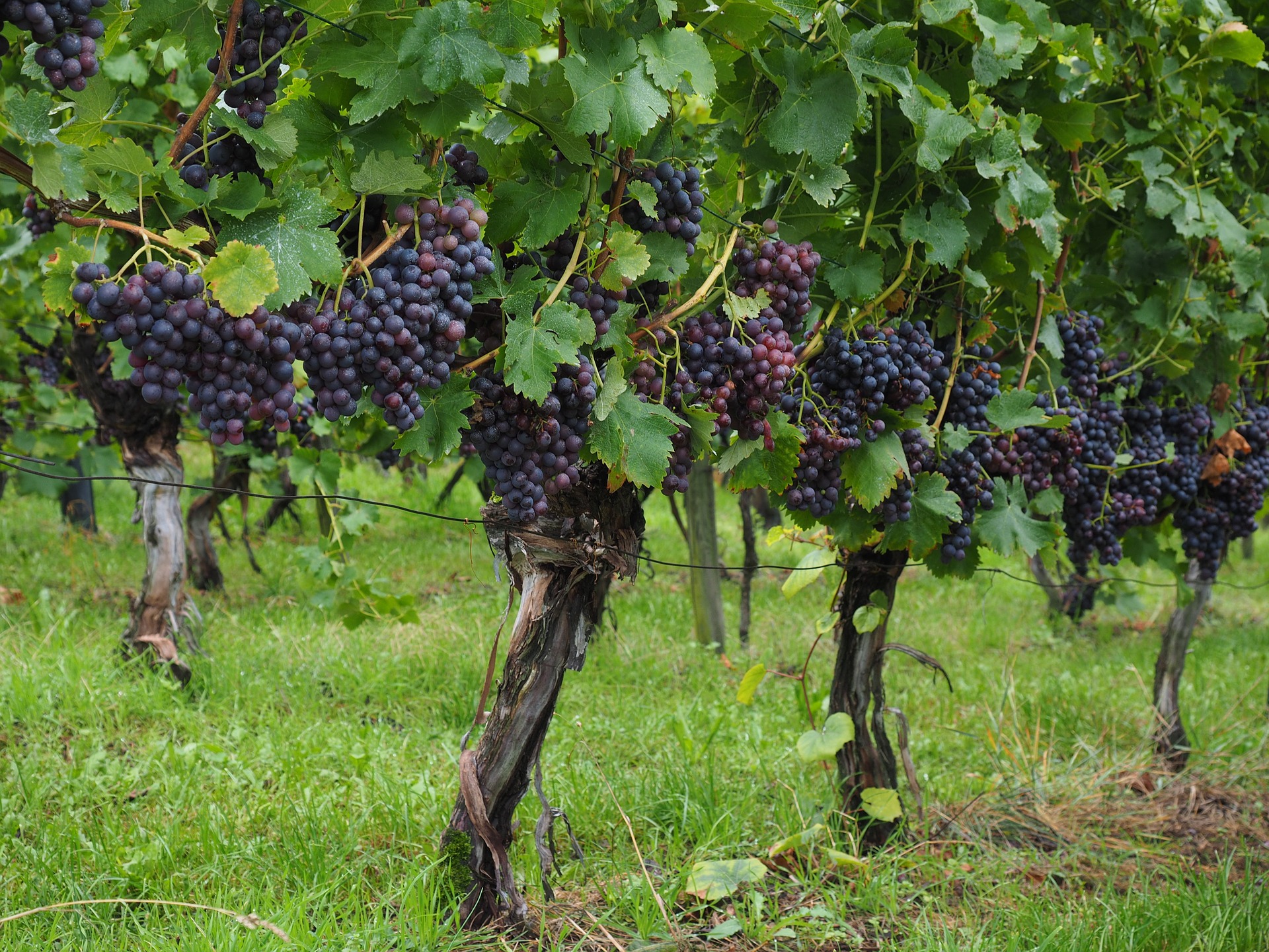 wine-berries-694198_1920