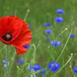 Amapola