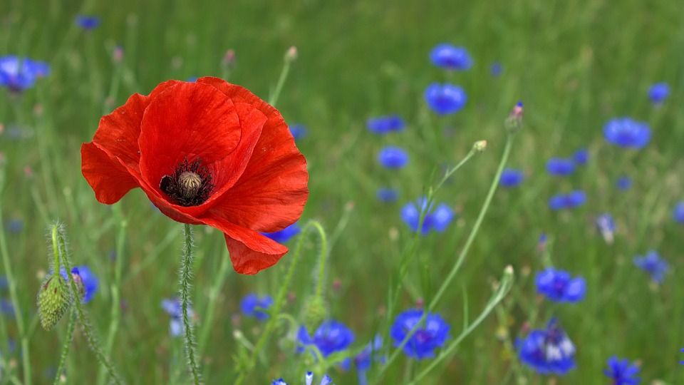 Amapola