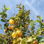 branches-bright-citrus-fruit
