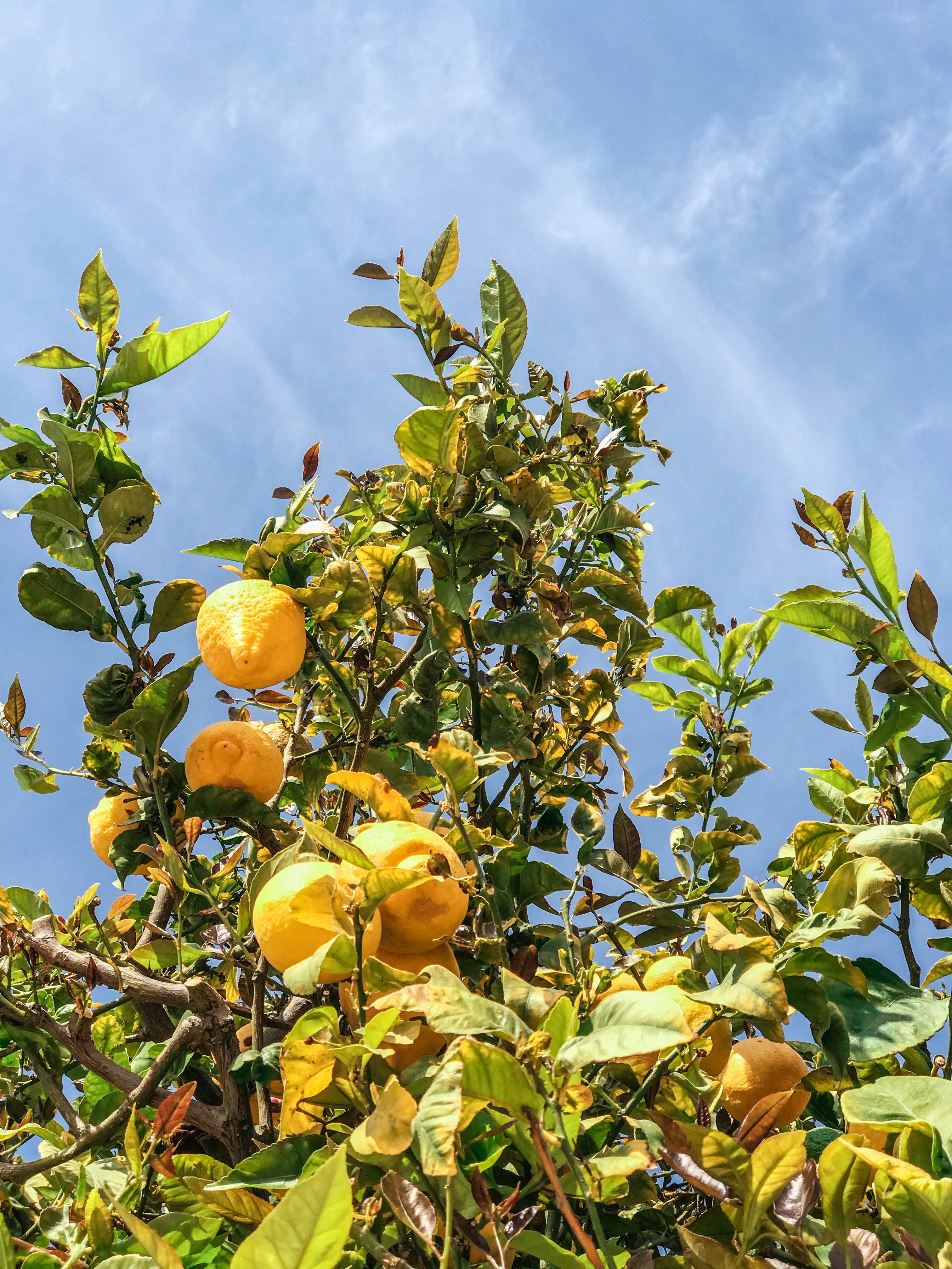 branches-bright-citrus-fruit