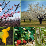 Llego la primavera