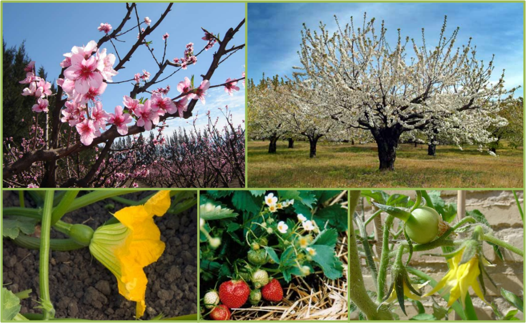 Llego la primavera