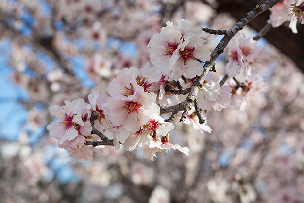 Primavera