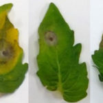 Blight