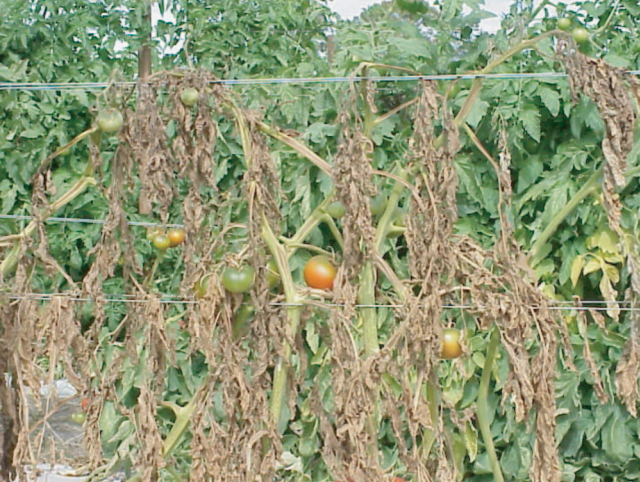 Fusarium wilt