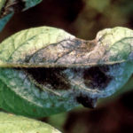 Late blight