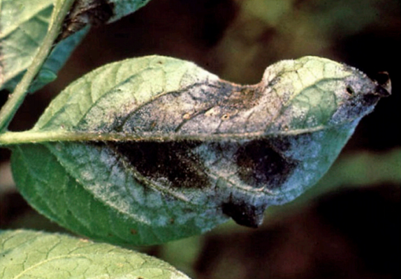 Late blight