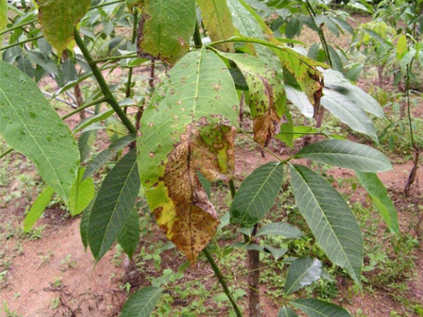 Leaf blight