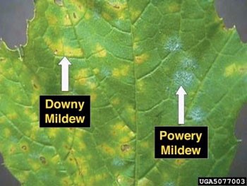 Mildew