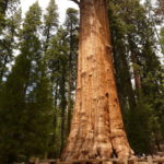 arbol grande