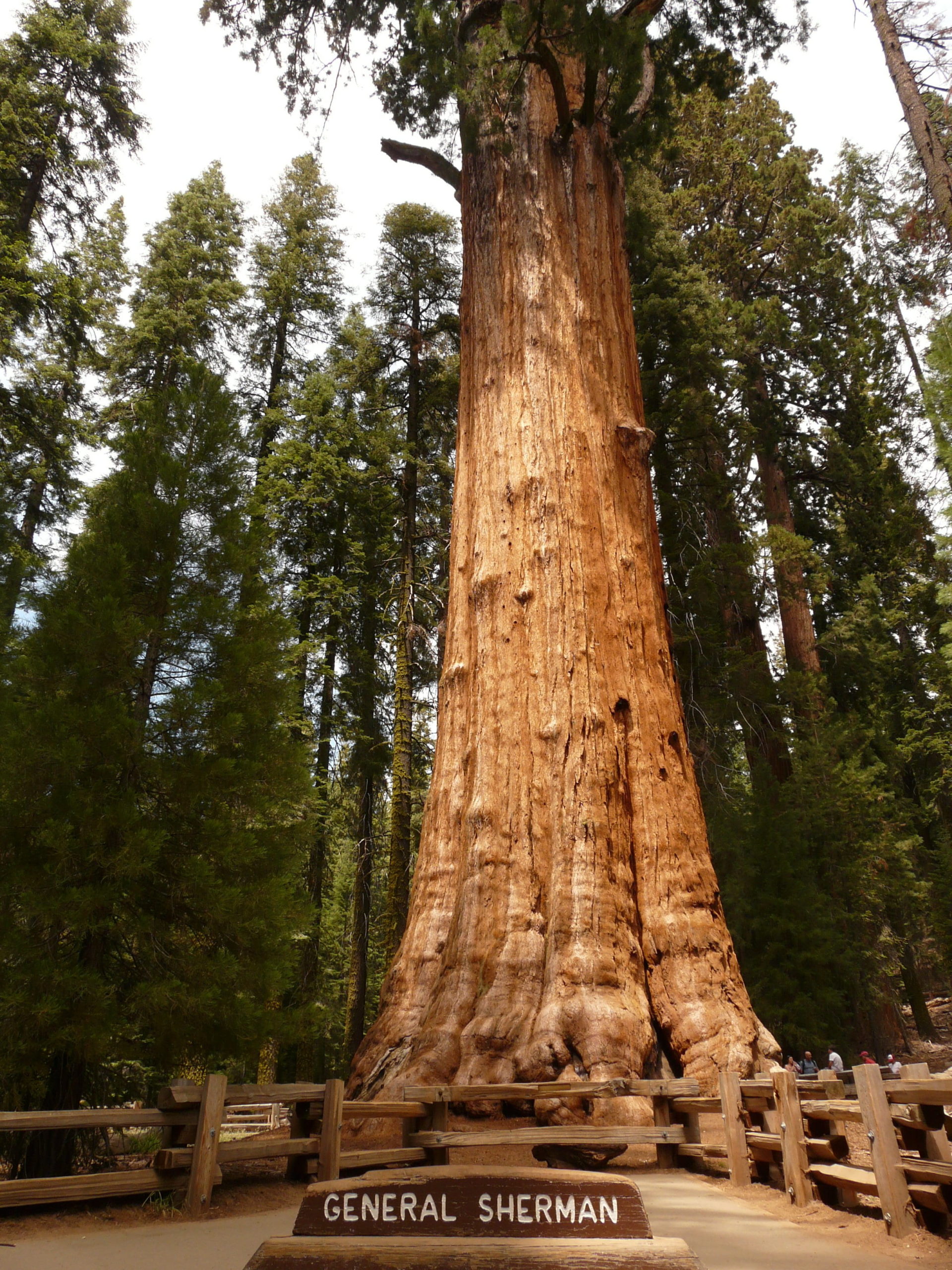 arbol grande