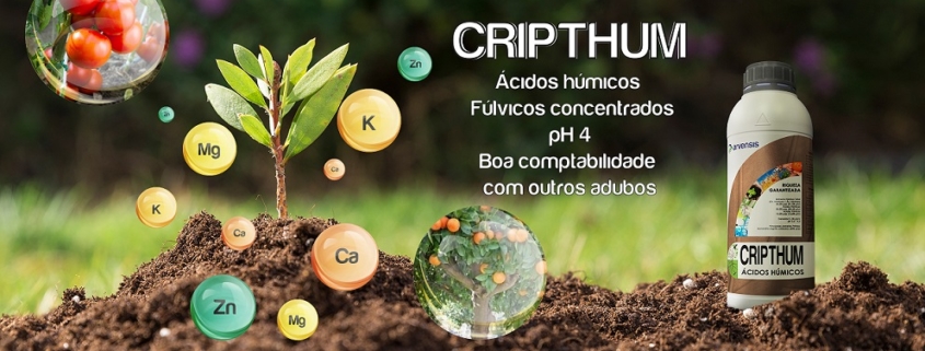 cripthum