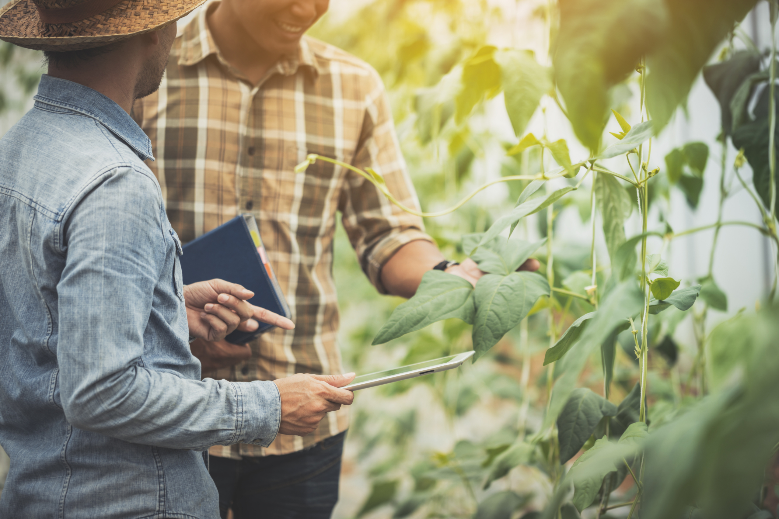 smart farmer using technology in an agriculture field ;man checking by using tablet in farm field