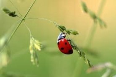 mariquita