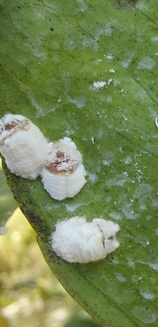 pulvinaria en citricos