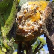 pulvinaria en citricos
