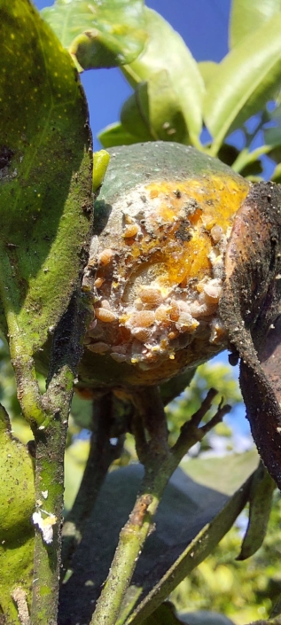 pulvinaria en citricos