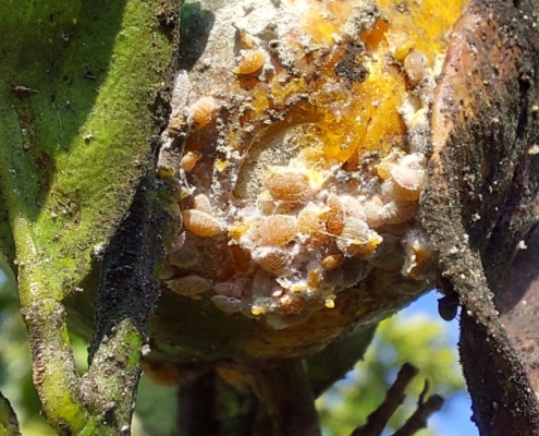 pulvinaria en citricos