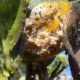 pulvinaria en citricos