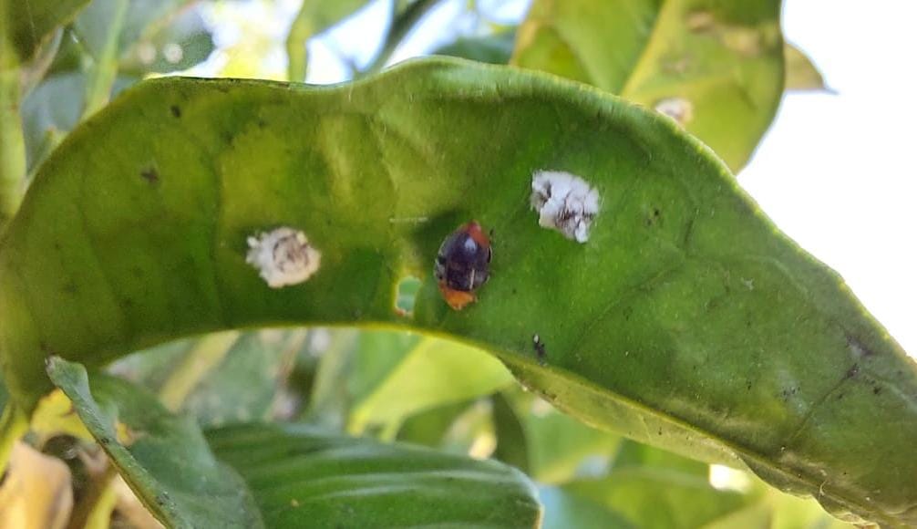 pulvinaria en citricos
