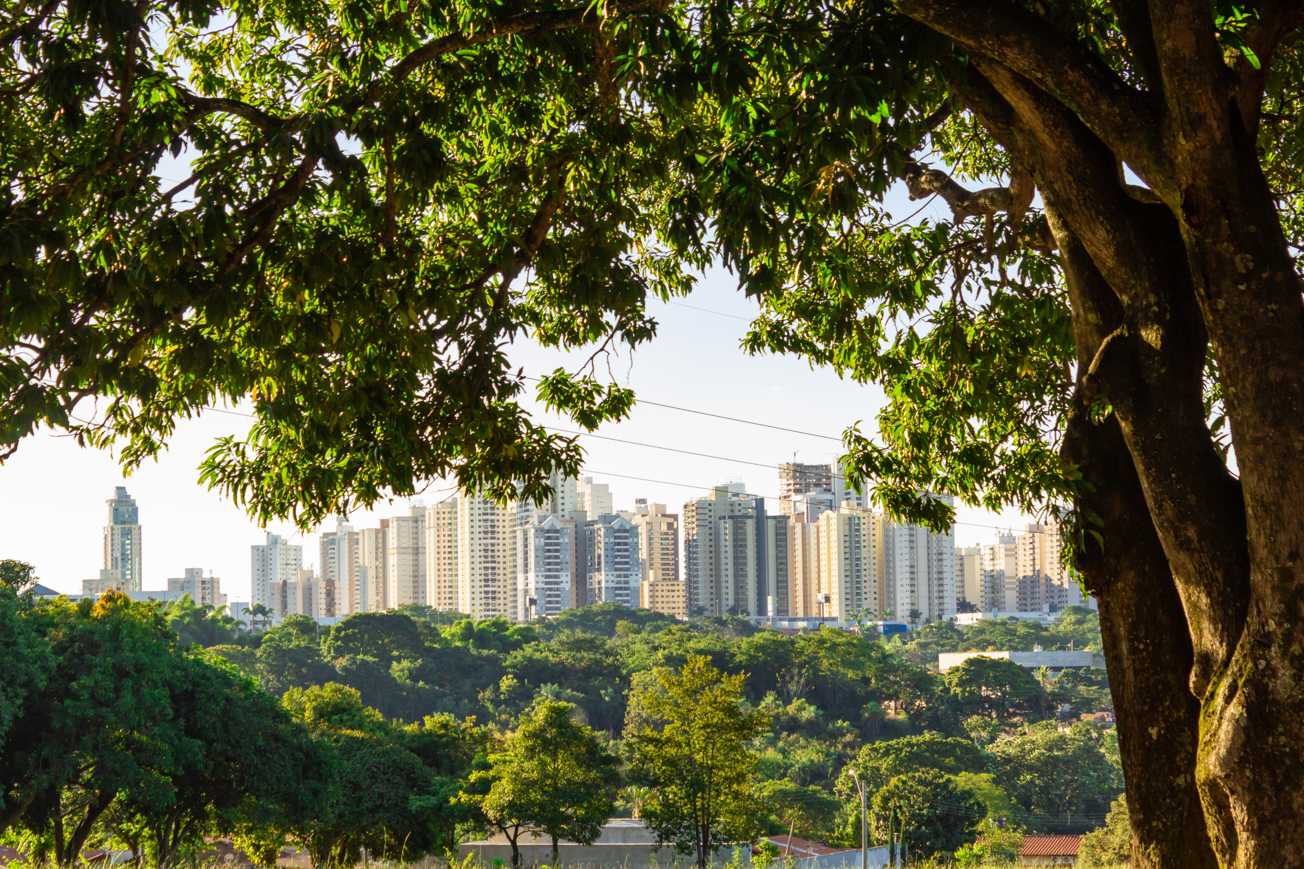 Detalhes de uma grande árvore fazendo uma moldura com a cidade ao fundo. Conceito de sustentabilidade e preservação.