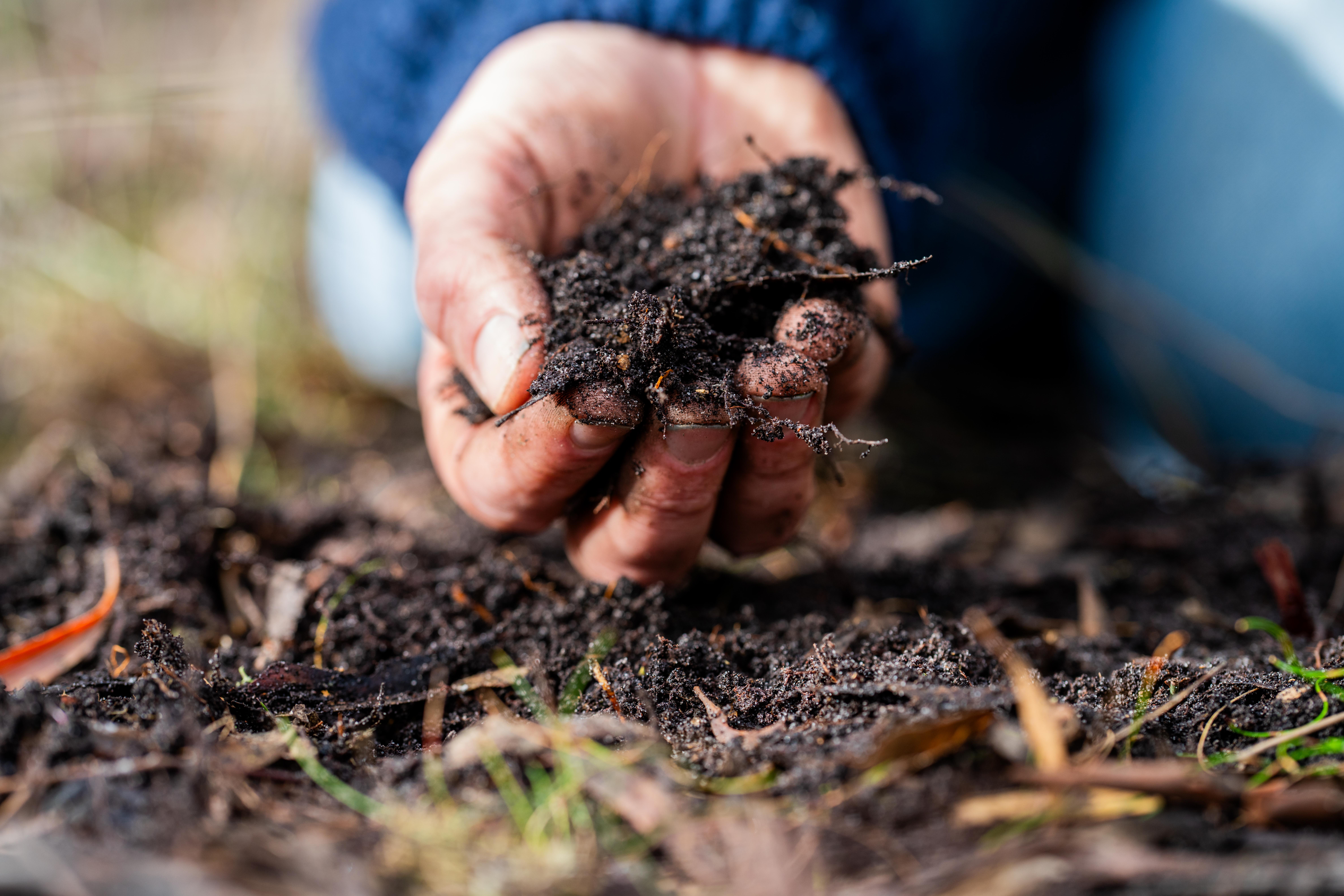 regenerative organic farmer, taking soil samples and looking at plant growth in a farm. practicing sustainable agriculture.