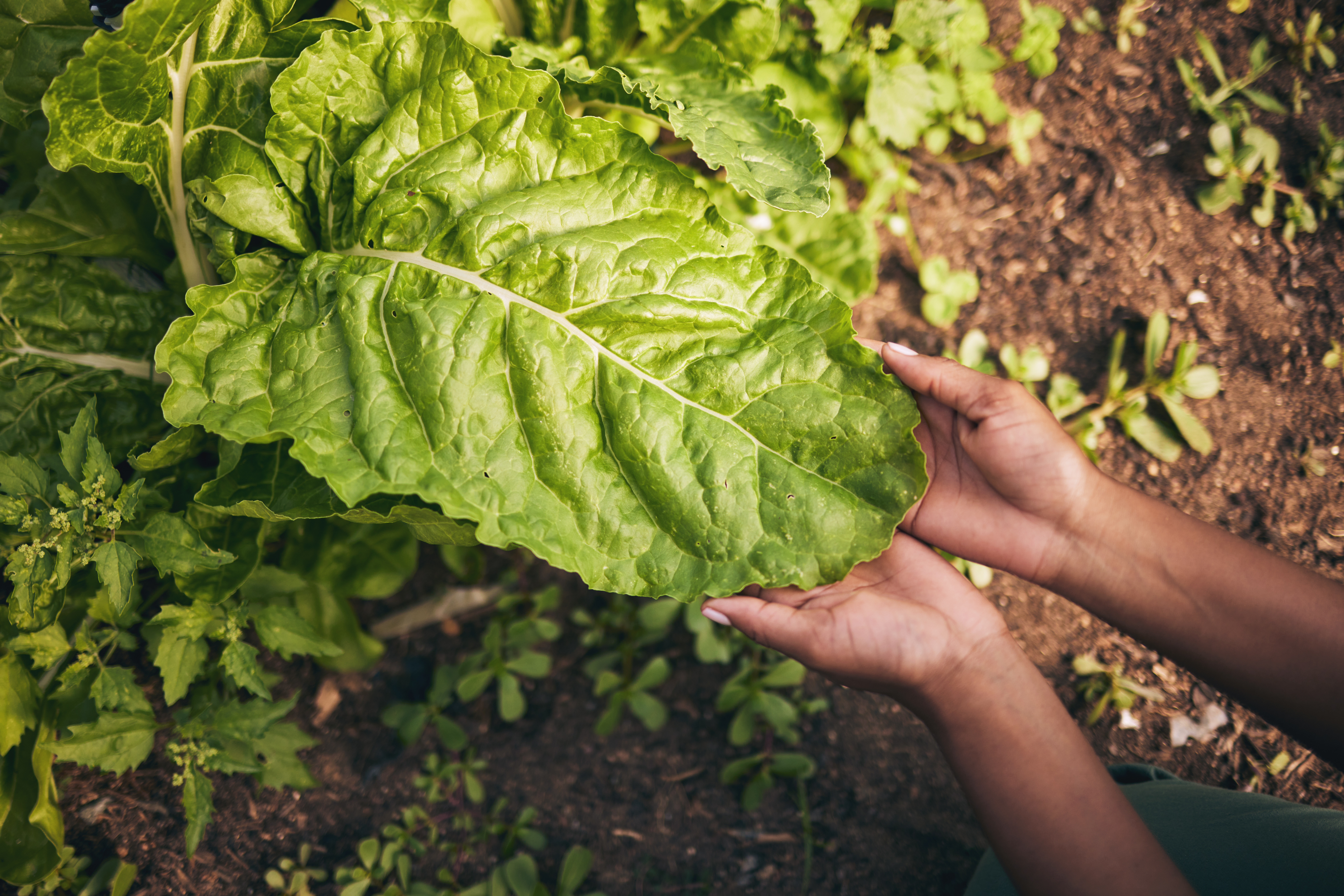 Leaf, agriculture and farm with hands of person for environment, sustainability and nature. Soil, plant and gardening with closeup of farmer in countryside field for ecology, organic and growth