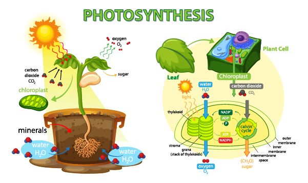 Fotosintesis planta