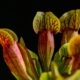 planta carnivora