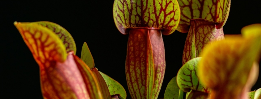 planta carnivora