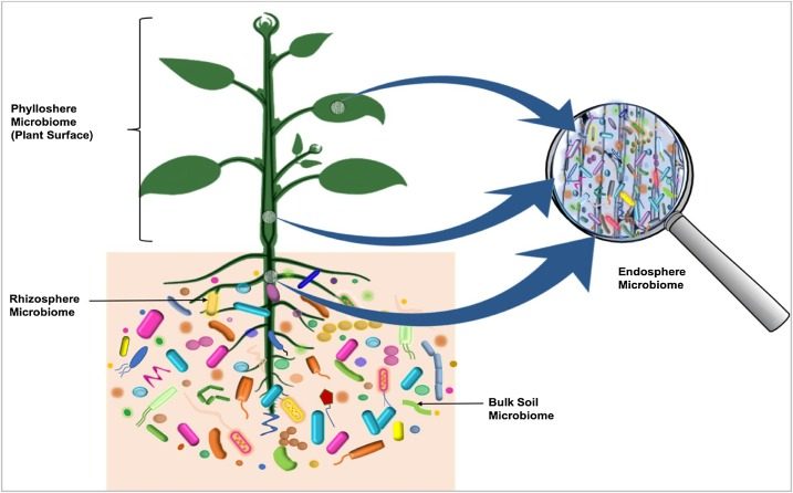 Microbiota