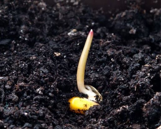 Germinación